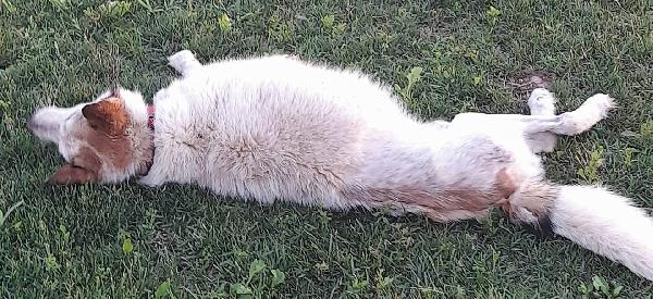 HUSKINA, incrocio collie, adozione del cuore Foto 2